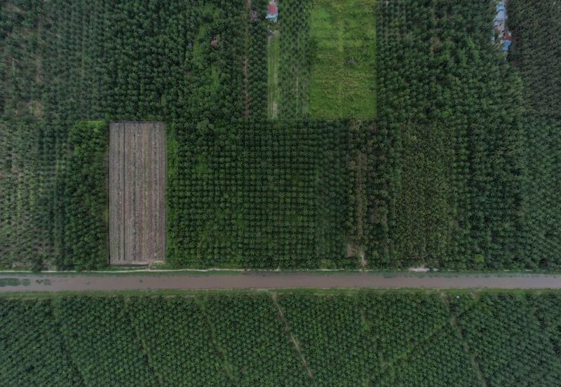 Kampong Banjar, Sabak Bernam 5 Acres Commercial Building Land For Sale SPACIOUS