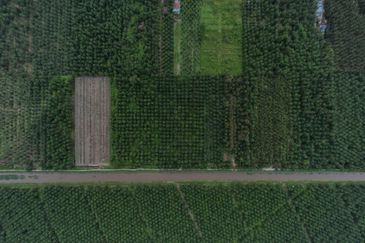 Kampong Banjar, Sabak Bernam 5 Acres Commercial Building Land For Sale SPACIOUS