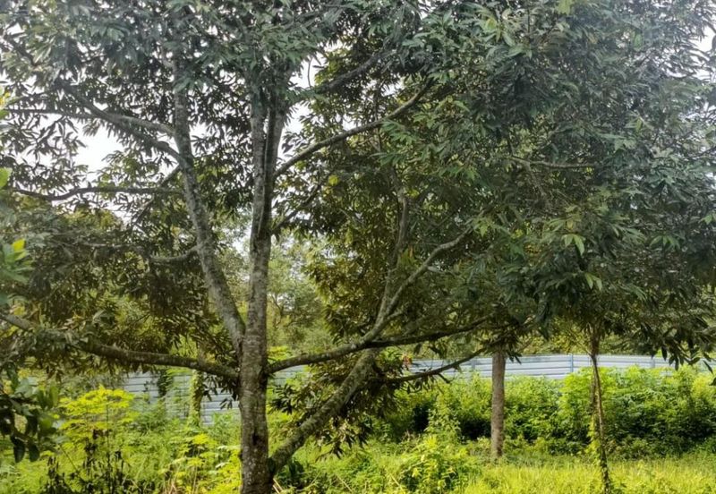 Tangkak, Johor 3 Acres Agricultural Land For Sale CHEAPEST SPACIOUS