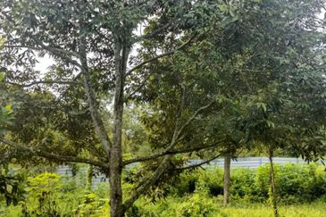 Tangkak, Johor 3 Acres Agricultural Land For Sale CHEAPEST SPACIOUS