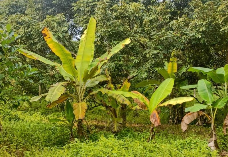 Tangkak, Johor 3 Acres Agricultural Land For Sale CHEAPEST SPACIOUS