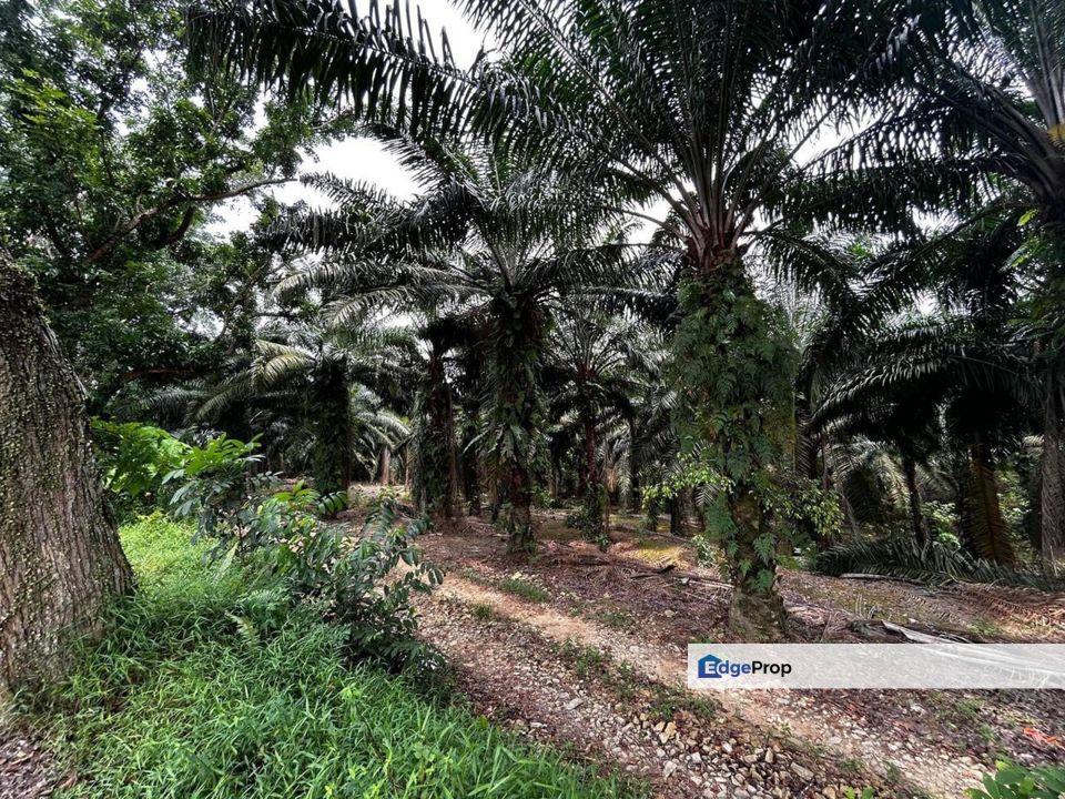 Jasin, Melaka 51 Acres Residential Land For Sale BELOW MARKET SPACIOUS, Melaka, Jasin