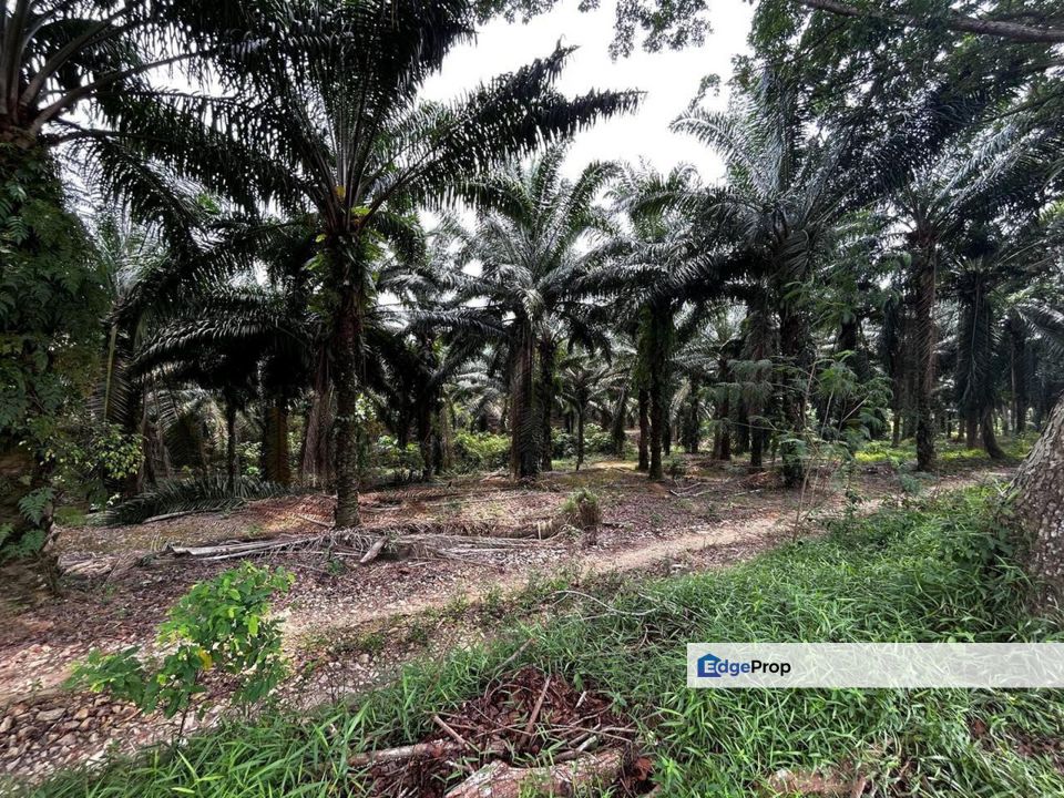 Jasin, Melaka 51 Acres Residential Land For Sale BELOW MARKET SPACIOUS, Melaka, Jasin