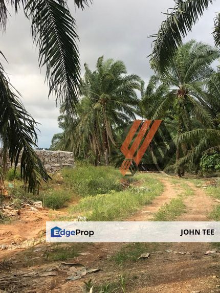 Ijok Agriculture Land For Rent, Selangor, Kuala Selangor