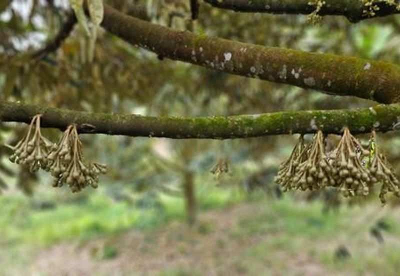 Kerling Industrial Land