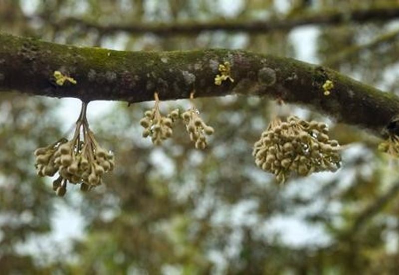 Kerling Industrial Land