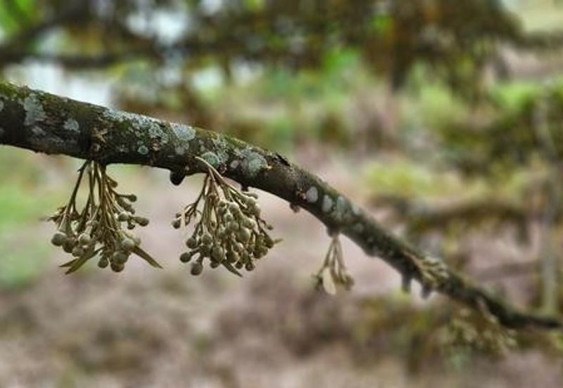 Kerling Industrial Land