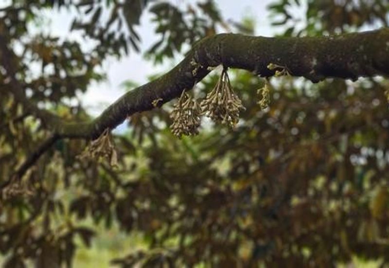 Kerling Industrial Land