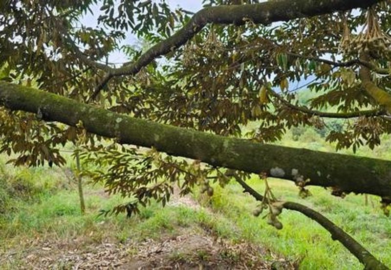 Kerling Industrial Land