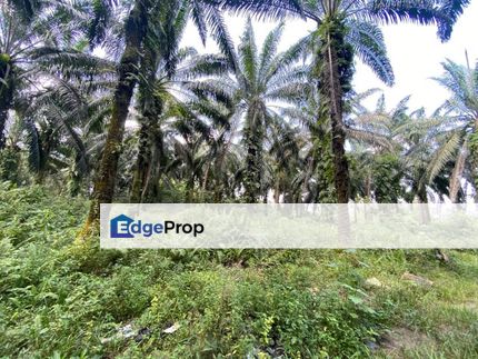  Prime Agricultural Land, 1.39 Acres in Dengkil, Selangor, Sepang