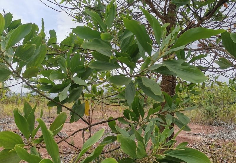 Gambang, Kuantan Industrial Land with Split title for Development