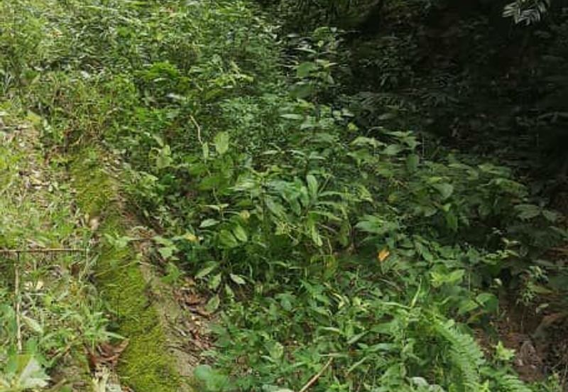 LAND FOR SALE, KG ULU GENTAM, KUALA PILAH NEGERI SEMBILAN