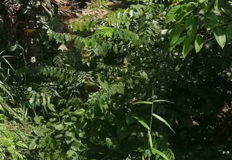 LAND FOR SALE, KG ULU GENTAM, KUALA PILAH NEGERI SEMBILAN