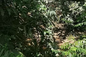 Land for Sale, Ulu Gentam, Kuala Pilah @ Negeri Sembilan