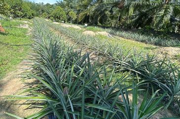 Jasin Industrial Park