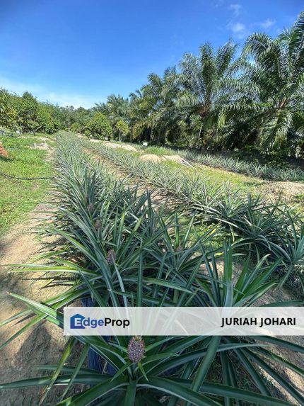 Land for Sale @ Jasin Melaka , Melaka, Jasin