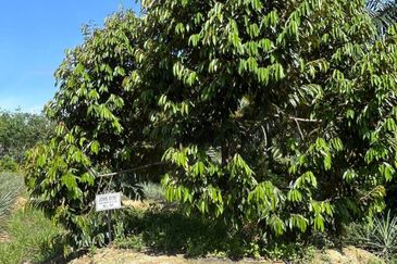 Jasin Industrial Park