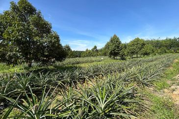 Jasin Industrial Park