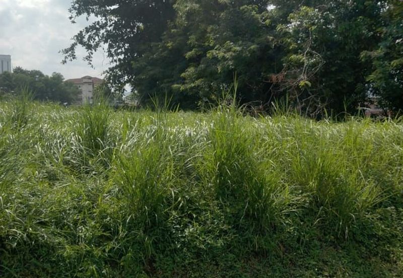 Stulang Laut / Darat