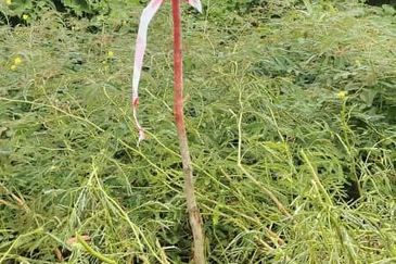 Lot tanah. Jalan Jelatek. Ampang. KLCC.