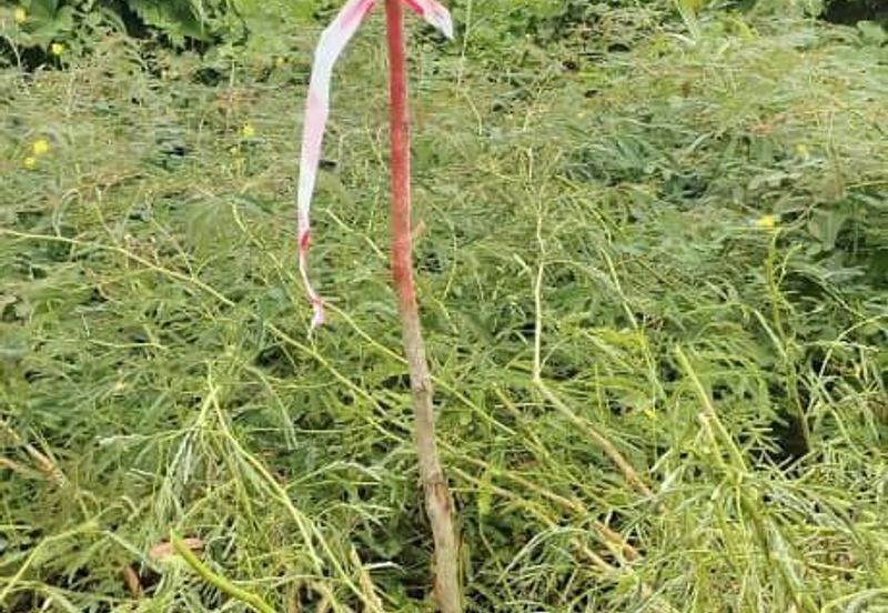 Lot tanah. Jalan Jelatek. Ampang. KLCC.