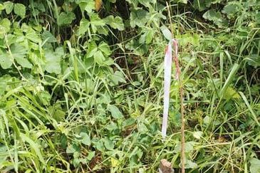 Lot tanah. Jalan Jelatek. Ampang. KLCC.