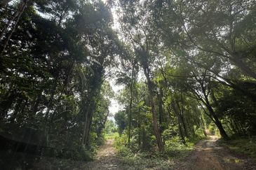 Agricultural land. Port Dickson. 