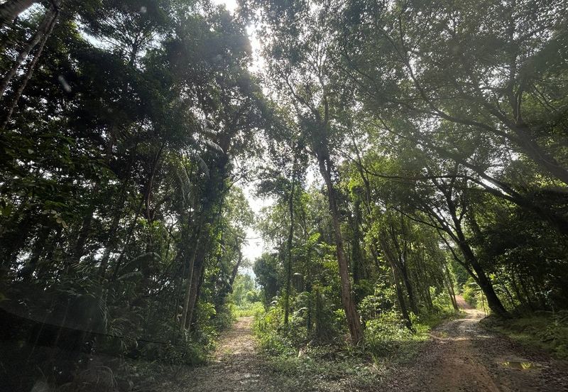 Agricultural land. Port Dickson. 