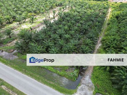 Tanah Pertanian. Tanah lapisan pertama. Tanah rata. Tanjung Dua Belas. Kuala Langat. , Selangor, Banting