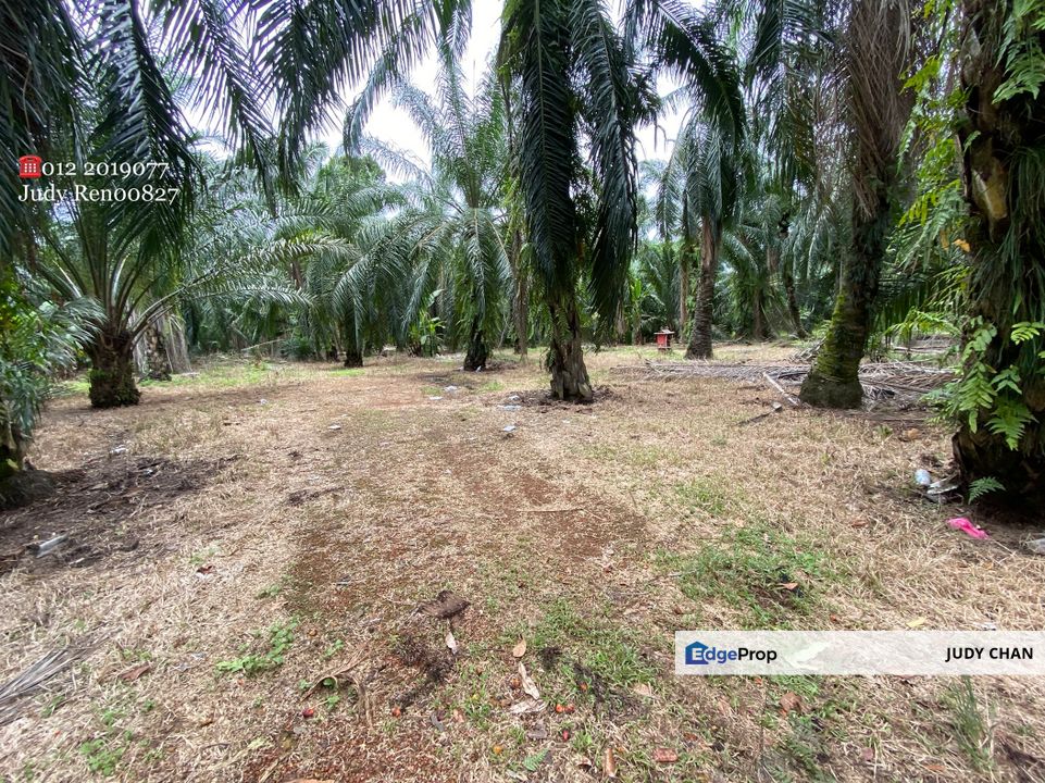 2.5acs @ Rm19.30psf!  Sijankang, Klang Banting FH Agri Flat Land, Selangor, Hulu Langat
