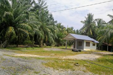 Revolusi Hijau Kampung Perepat