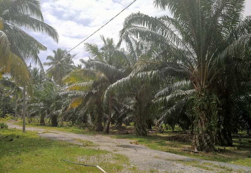 Revolusi Hijau Kampung Perepat