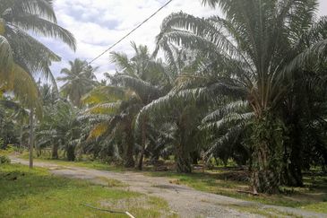 Revolusi Hijau Kampung Perepat