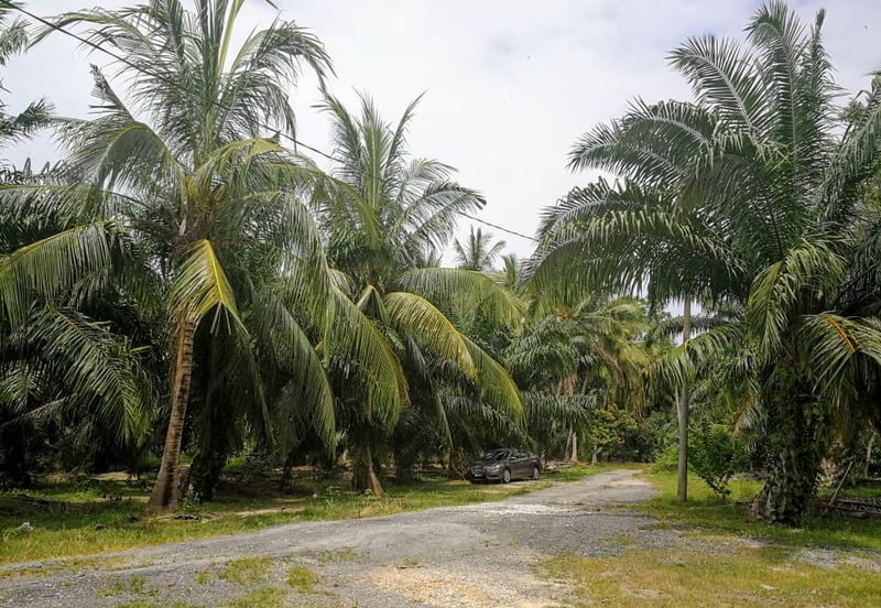 Revolusi Hijau Kampung Perepat