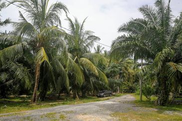 Revolusi Hijau Kampung Perepat