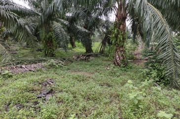 Revolusi Hijau Kampung Perepat