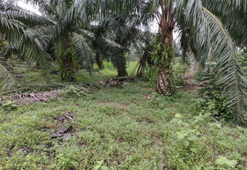 Revolusi Hijau Kampung Perepat