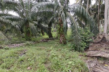 Revolusi Hijau Kampung Perepat