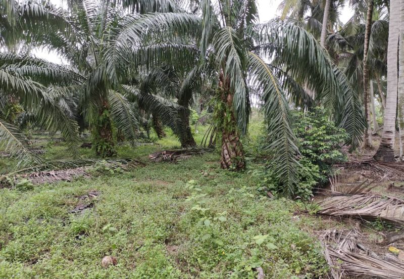 Revolusi Hijau Kampung Perepat