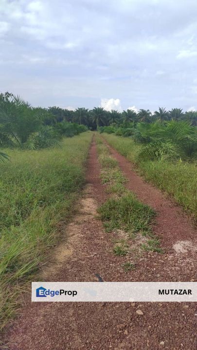 FREEHOLD, Tanah Ladang Sawit 3.45 Ekar di Sri Gading, Batu Pahat, Johor , Johor, Batu Pahat
