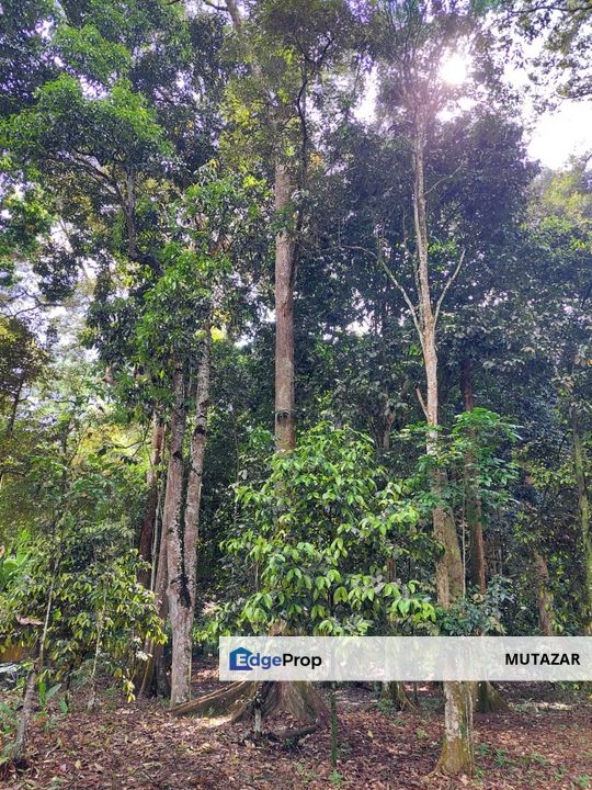 Tanah Pertanian @ Kebun Durian di Batu 19, Hulu Langat, Selangor - Tepi Jalan Besar, Selangor, Hulu Langat