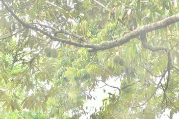 Kampung Baru Ulu Beranang