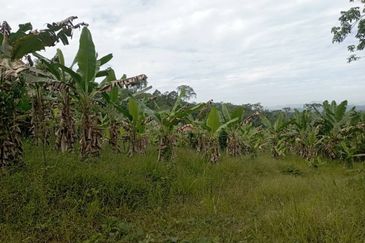 FOR SALE: Tanah Pertanian FREEHOLD 6.3 Ekar Di Tanjung Malim , Perak - Ada Dusun Durian, Kebun Pisang & Kolam Ikan