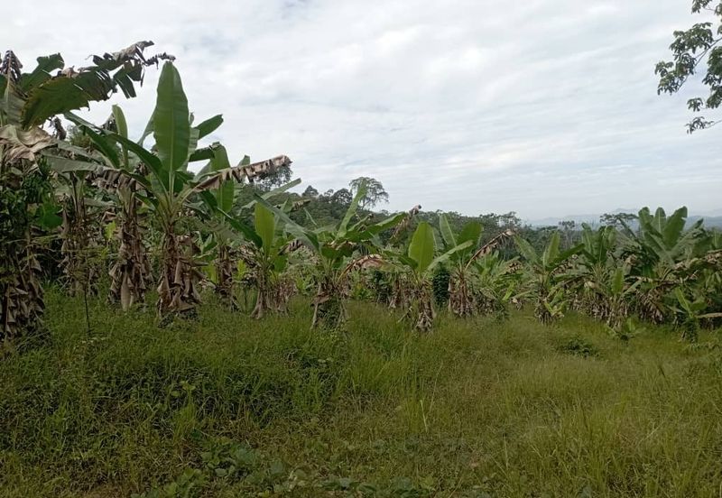 FOR SALE: Tanah Pertanian FREEHOLD 6.3 Ekar Di Tanjung Malim , Perak - Ada Dusun Durian, Kebun Pisang & Kolam Ikan