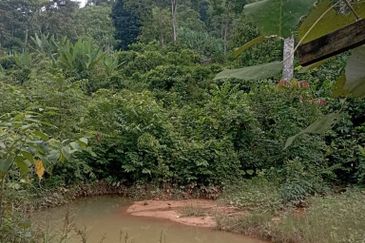 FOR SALE: Tanah Pertanian FREEHOLD 6.3 Ekar Di Tanjung Malim , Perak - Ada Dusun Durian, Kebun Pisang & Kolam Ikan