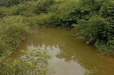 FOR SALE: Tanah Pertanian FREEHOLD 6.3 Ekar Di Tanjung Malim , Perak - Ada Dusun Durian, Kebun Pisang & Kolam Ikan