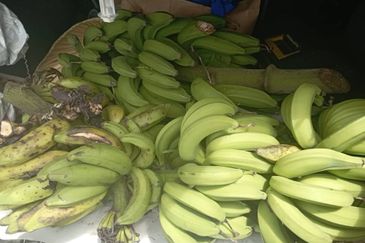 FOR SALE: Tanah Pertanian FREEHOLD 6.3 Ekar Di Tanjung Malim , Perak - Ada Dusun Durian, Kebun Pisang & Kolam Ikan