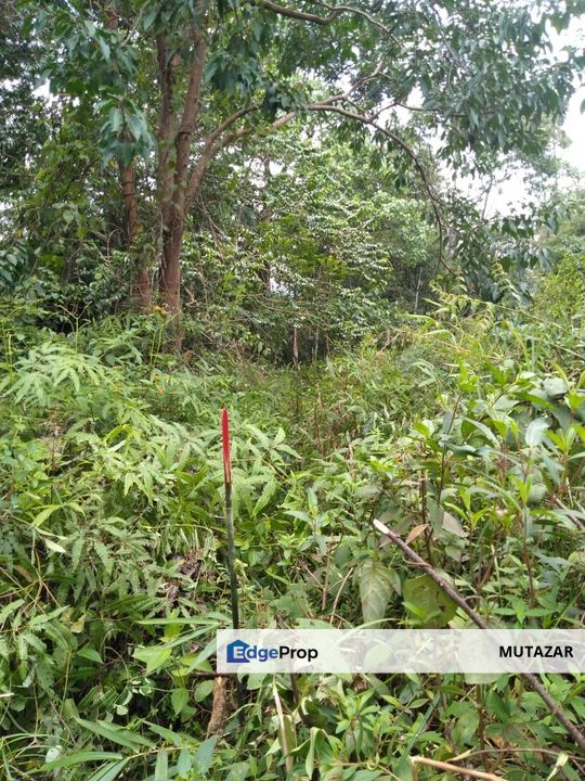 5 ACRES FREEHOLD Agricultural Lands FOR SALE In Janda Baik, Bentong, Pahang, Pahang, Bentong