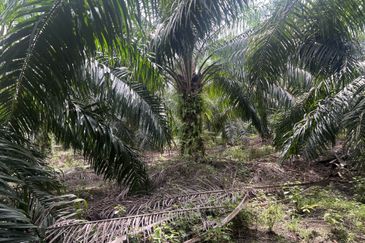 Jalan Kampung Bukit Jeram