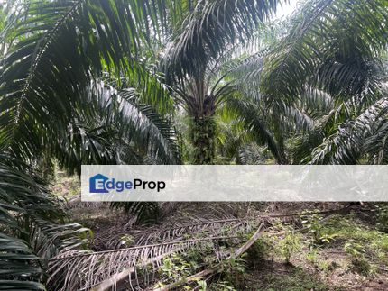 Freehold Oil Palm Three at Jeram, Kuala Selangor, Selangor, Jeram